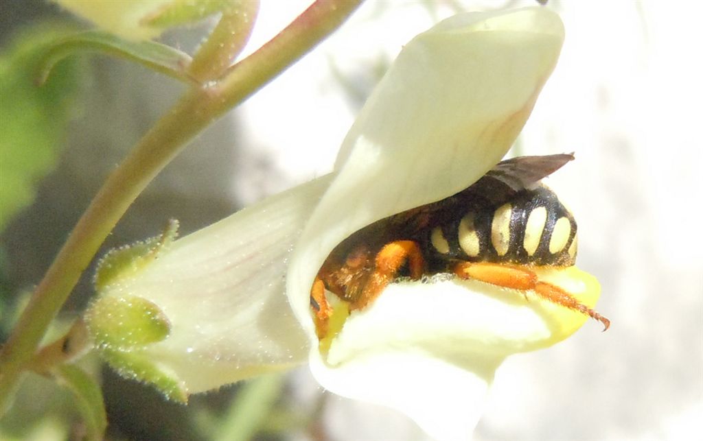 Rhodanthidium septemdentatum?